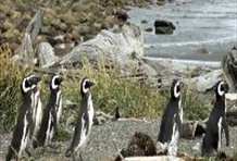 Ancud & Pinguineras - Chiloe Island
